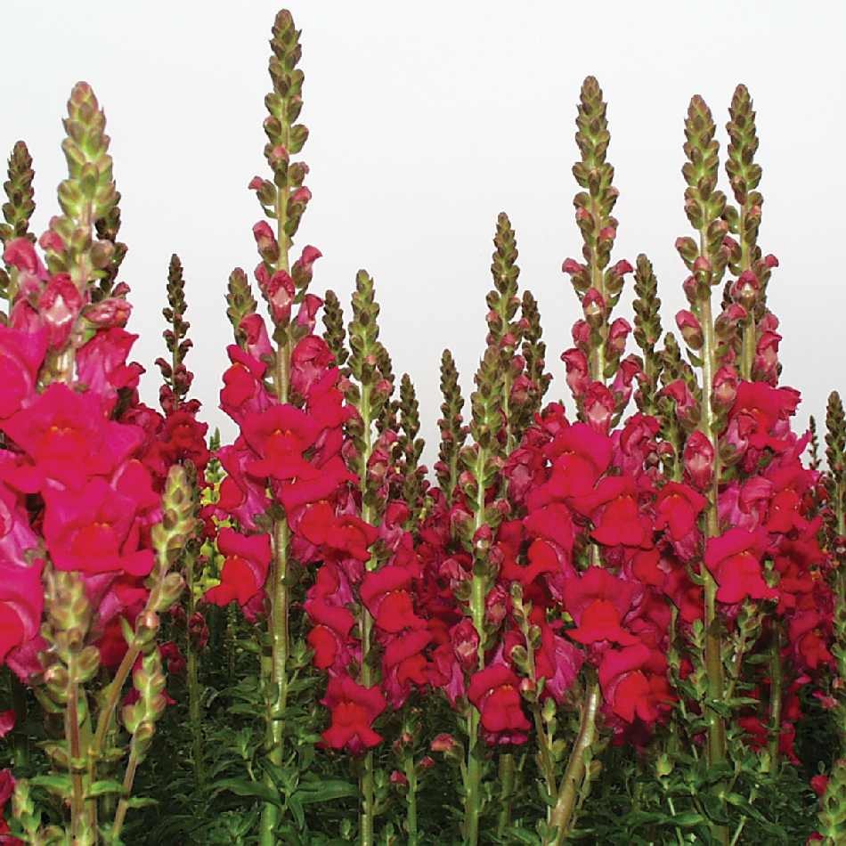 BOCCA DI LEONE / ANTIRRHINUM F1 POTOMAC ROSE NR.1000 SEMI